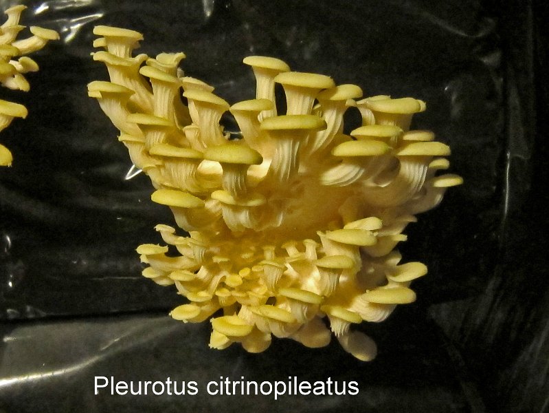 Pleurotus citrinopileatus-amf1473-2.jpg - Pleurotus citrinopileatus ; Syn: Pleurotus cornucopiae var.citrinopileatus ; Nom français: Pleurote jaune (culture)